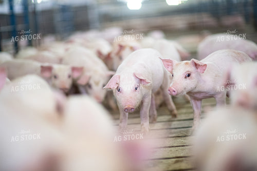 Piglets 168012