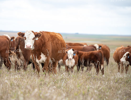 Hereford Cattle 212009
