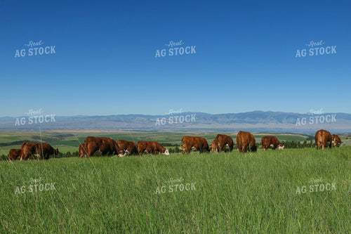 Hereford Cattle in Pasture 81042