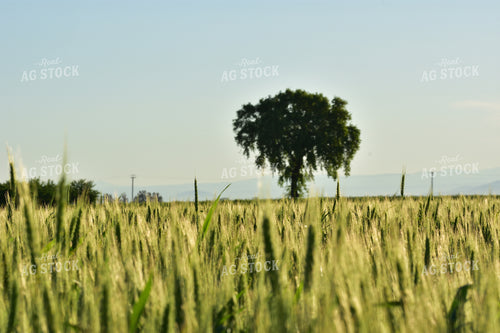 Wheat Field 144002