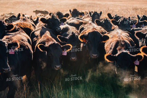 Cattle in Pasture 53070