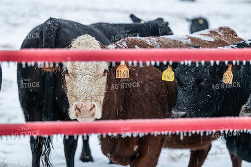 Cattle on Snowy Pasture 192025