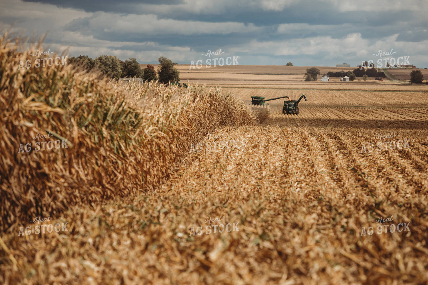 Combine Harvesting Corn and Unloading On the Go onto Auger Wagon 3325