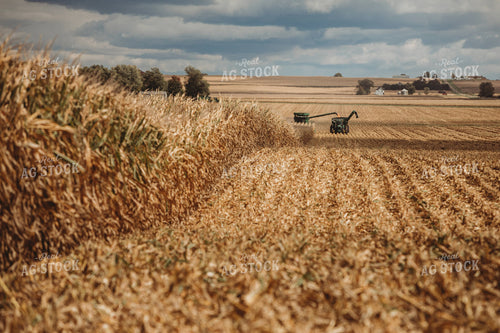 Combine Harvesting Corn and Unloading On the Go onto Auger Wagon 3325