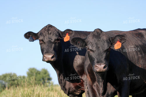 Black Angus Cattle on Pasture 182026