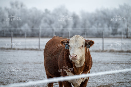 Hereford Cattle in Winter 212176