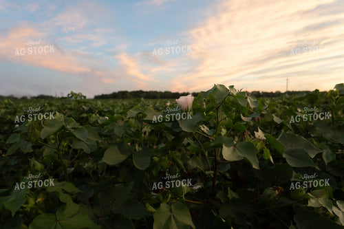 Blossuming Cottle Field 149014