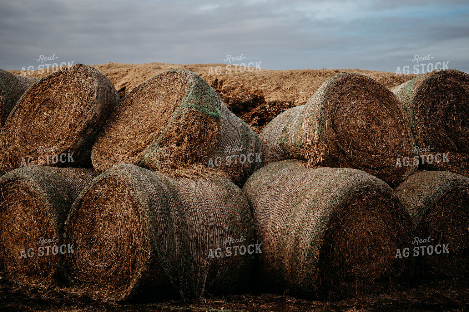 Uncovered Silage Pile 196188