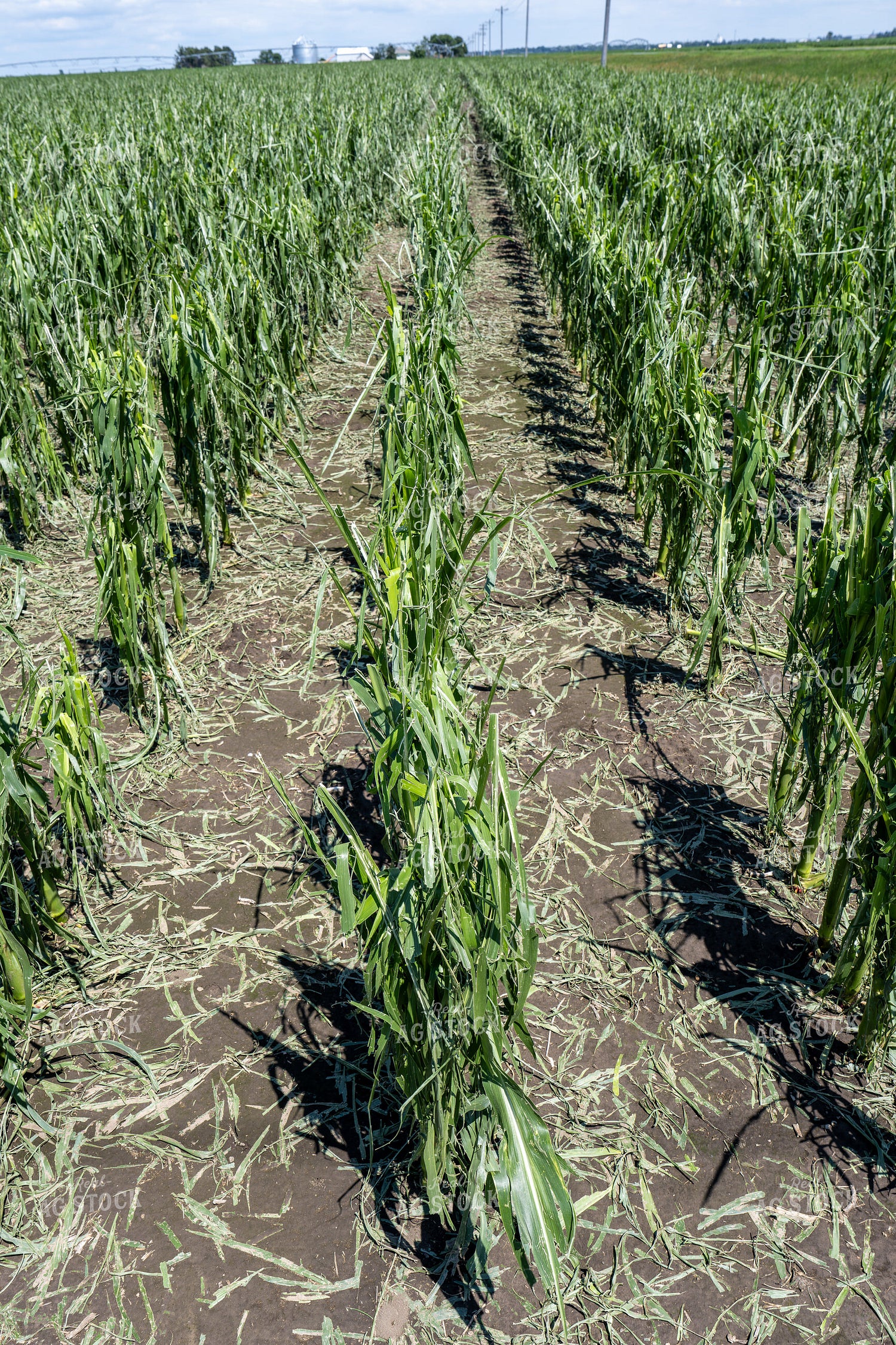 Hai Damaged Corn Field 65894