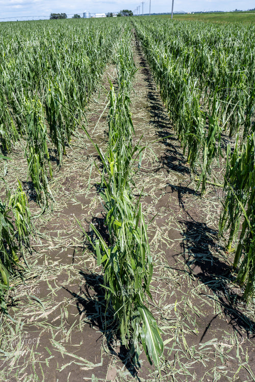 Hai Damaged Corn Field 65894