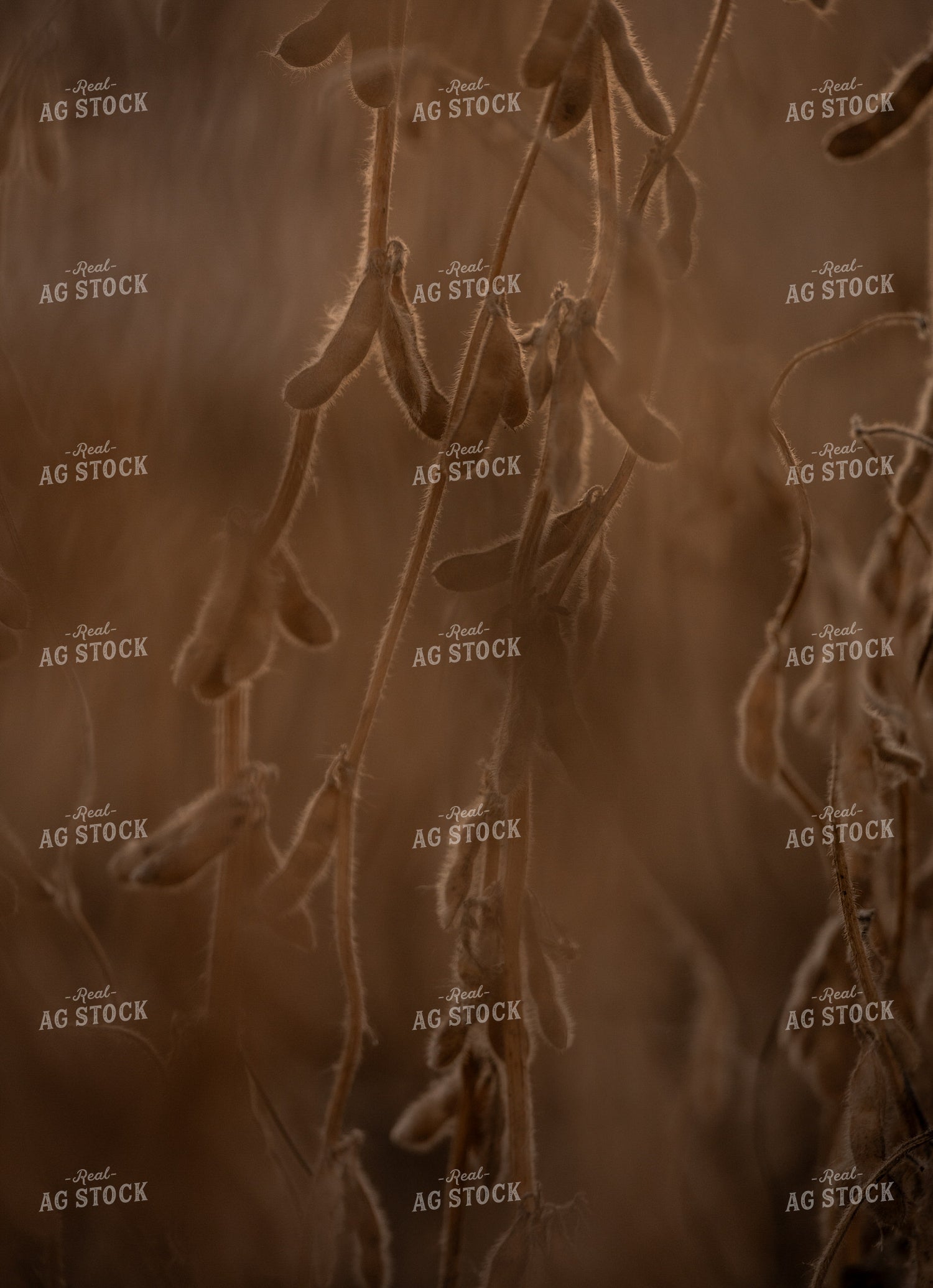 Dried Soybeans 185154