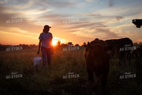 Cattle Producer Checking Cattle on Pasture 268364