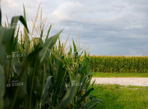 Midseason Corn 129120