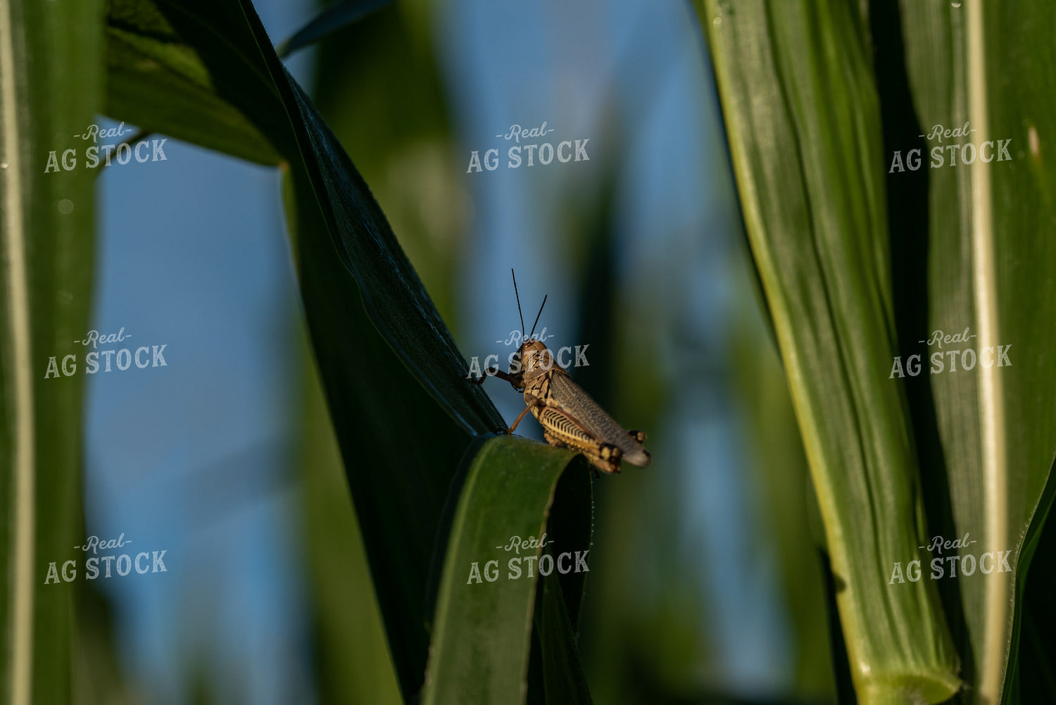 Grasshopper on Corn Plant 76241
