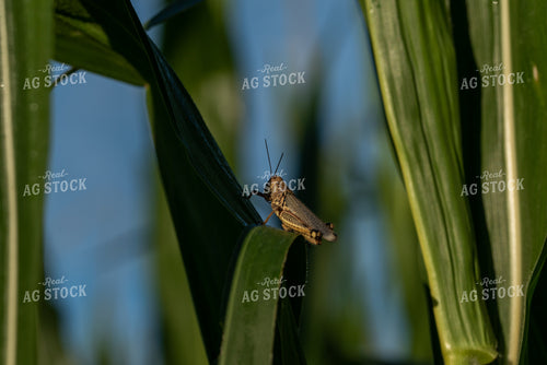 Grasshopper on Corn Plant 76241