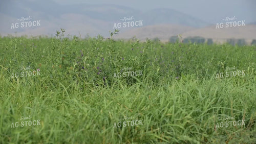 Alfalfa Field Swaying In Wind 51050
