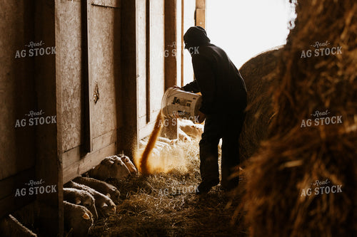 Farmer Pouring Feed for Sheep 68131