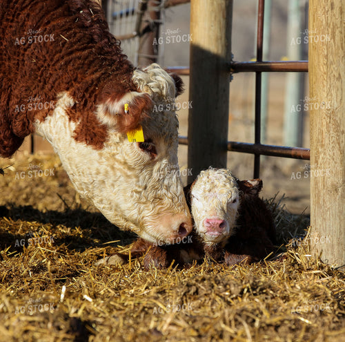 Hereford Cow and Calf 81102