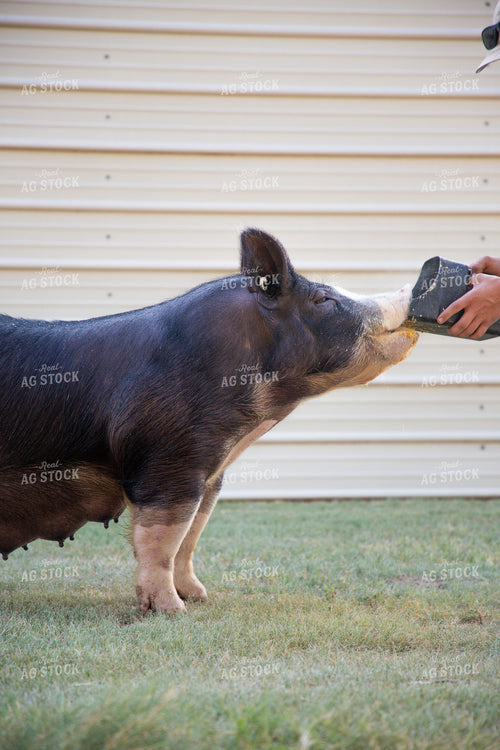 Showing Pigs 208062