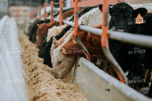 Cattle Eating out of Trough 77152