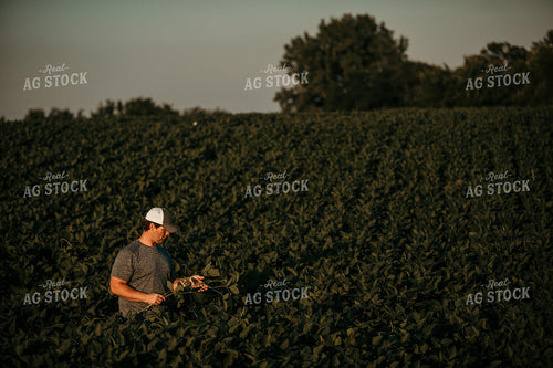 Farmer in Soybean Field Counting Pods 3179