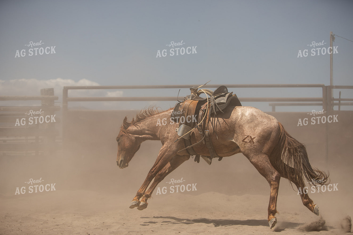 Training Colts 78240