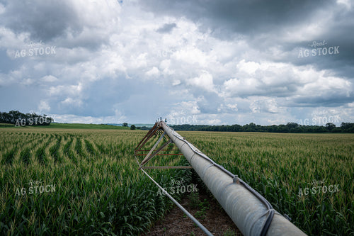 Irrigation on Corn Field 149133