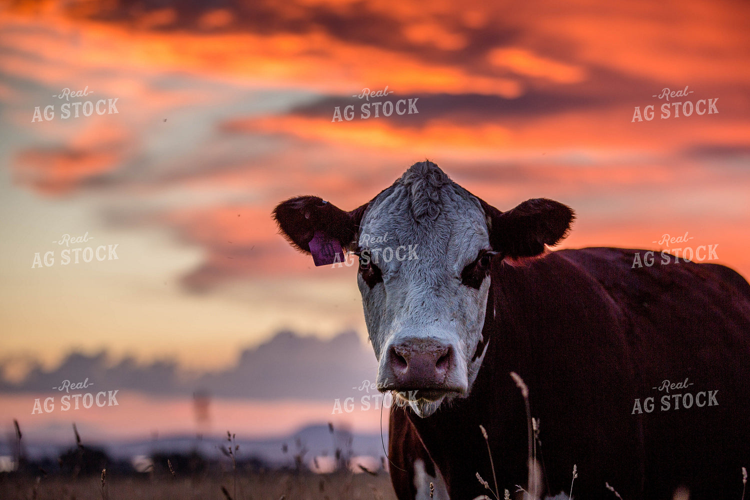 Hereford Cow in Sunset 81044