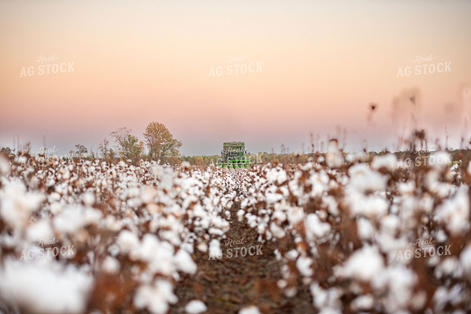 Cotton Harvest 136168