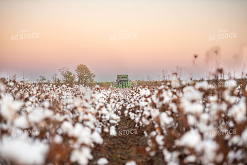 Cotton Harvest 136168