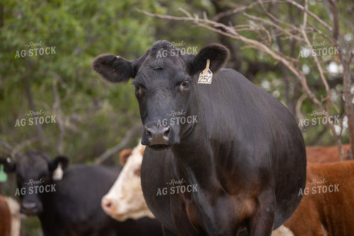 Angus Cattle 99044