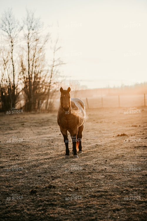 Horse in Pasture 64189