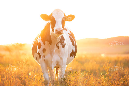 Holstein Dairy Cow in Pasture 55081