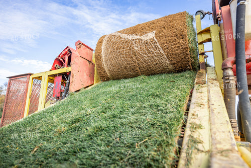 Harvesting Turf 270333