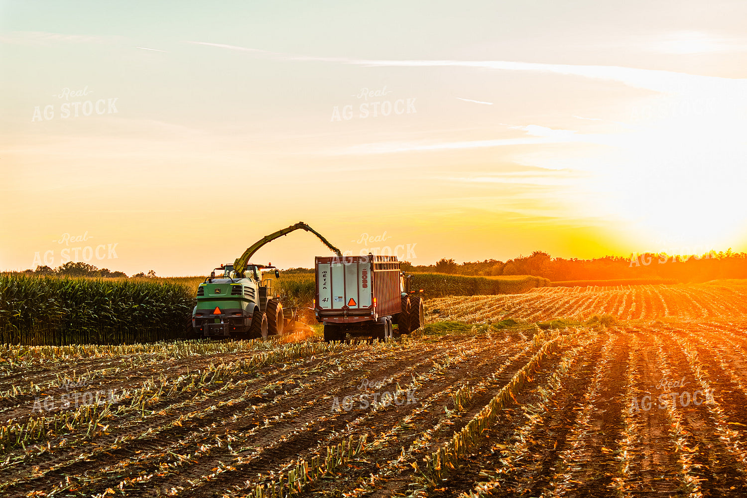 Corn Silage Harvest 272060