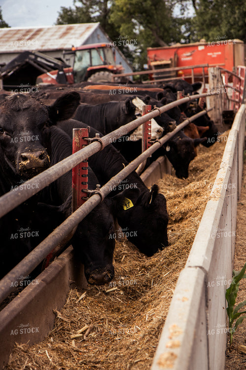 Cattle Eating Feed Ration 67435