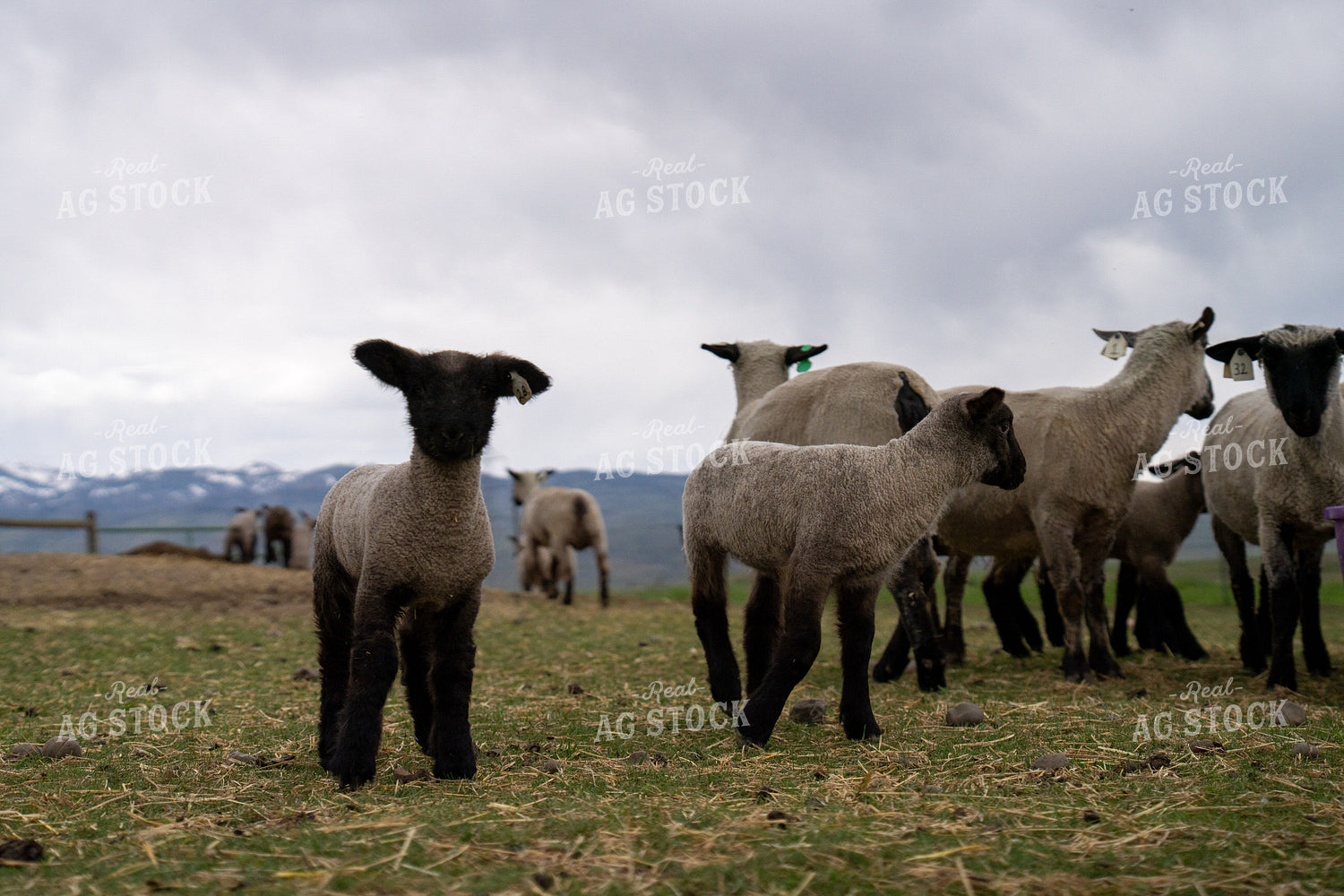 Group of Sheep Grazing on Pasture with Overcast Mountains in Background 65323