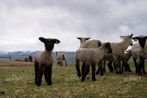 Group of Sheep Grazing on Pasture with Overcast Mountains in Background 65323
