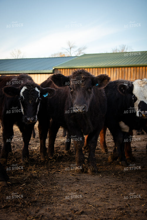 Cattle in Pen 268123