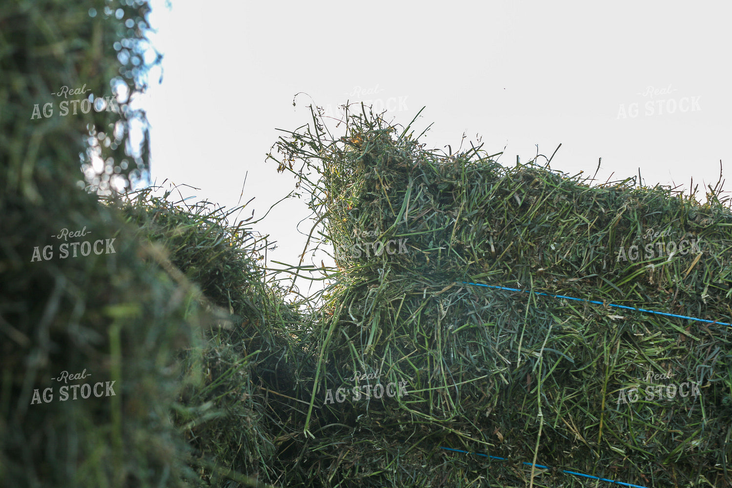 Harvesting Hay 160344