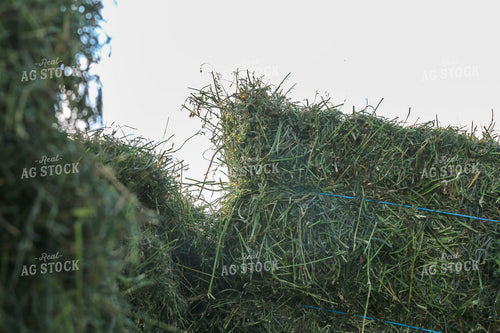 Harvesting Hay 160344