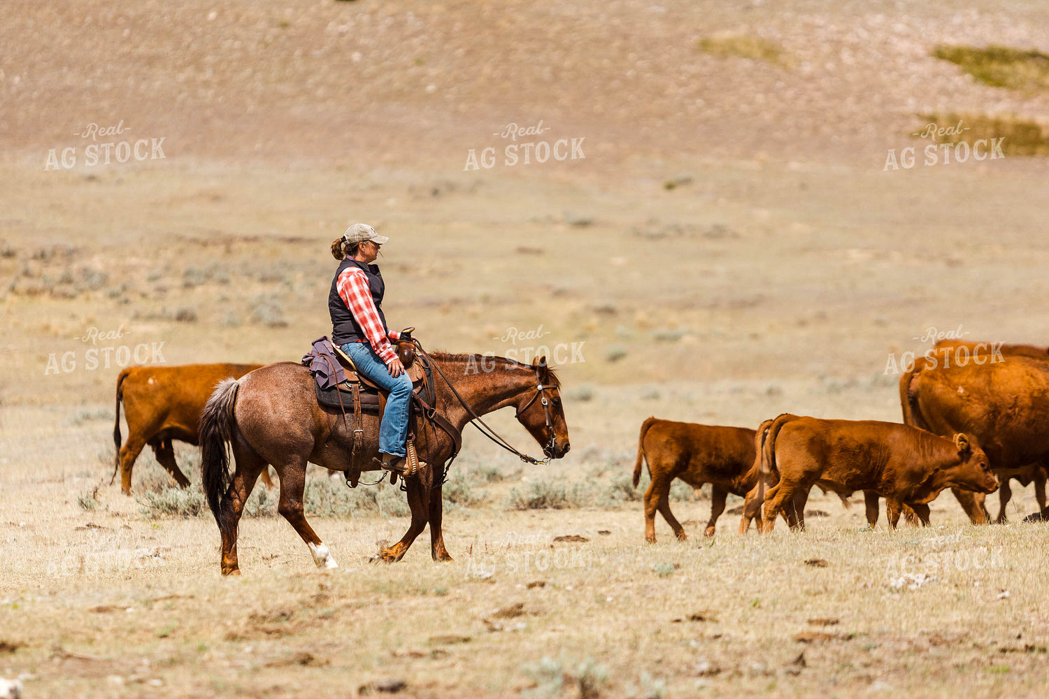 Rancher Gathering Cattle on Horseback 97195