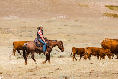Rancher Gathering Cattle on Horseback 97195