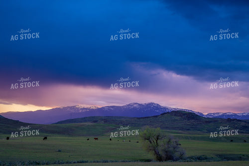 Scenic Landscape at Sunset with Stormy Sky and Grazing Livestock 65233