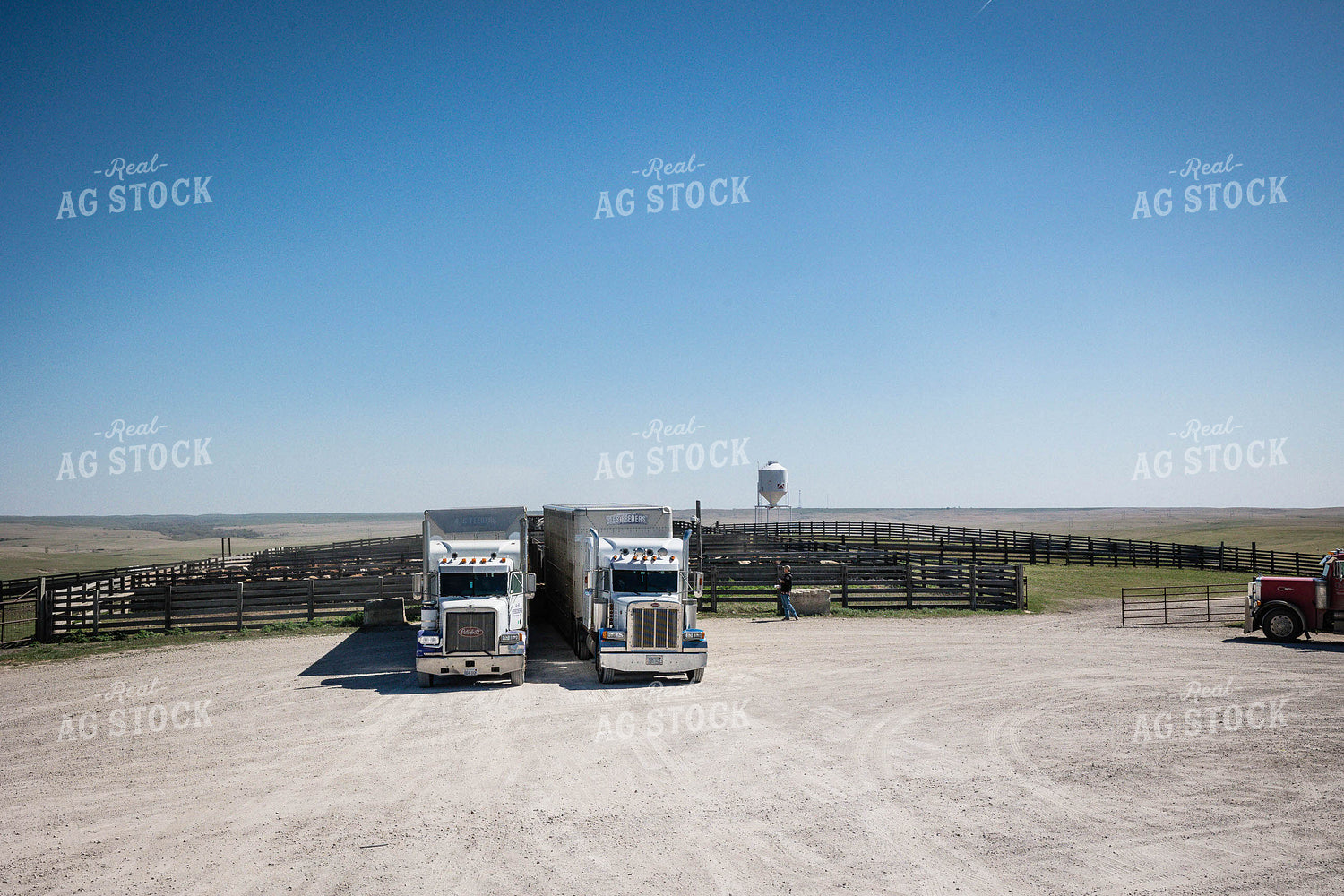 Loading Cattle at Feedyard 219028