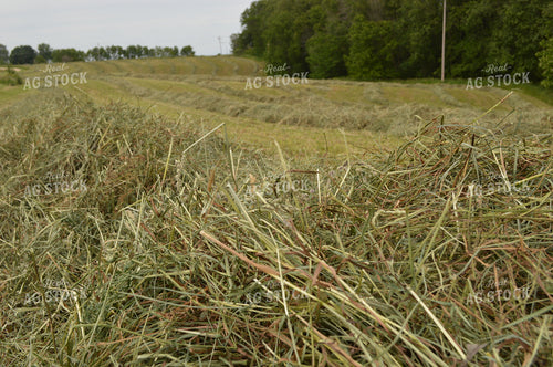 Cut Hay 206026