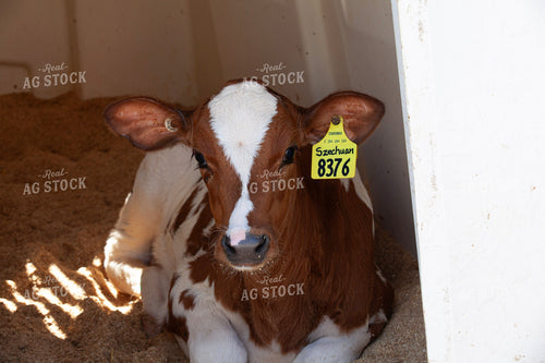 Red and White Holstein Calf 132218