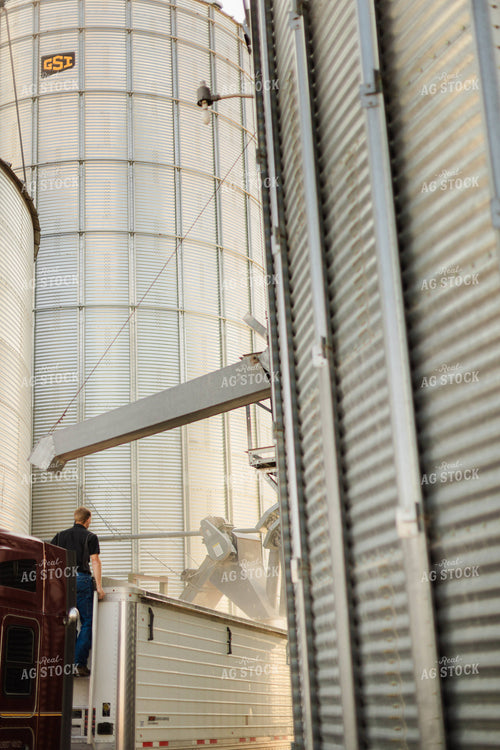 Farmer Dumping Corn 9433