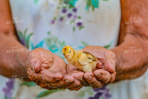 Farmer Holding Chick 160348