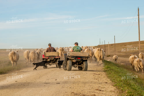 Moving Charolais Cattle 299017